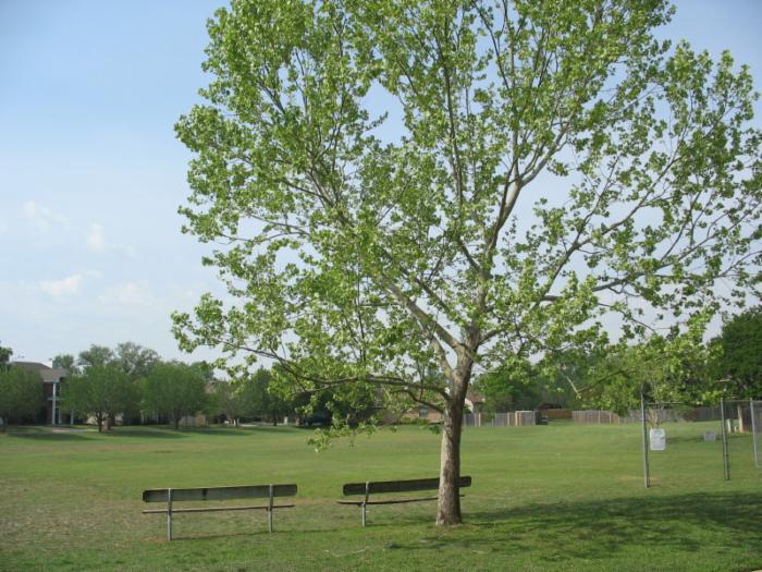 Western Oaks Baseball Field